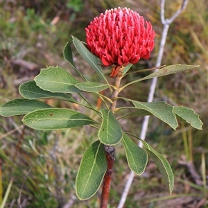 Telopea speciosissima at Ulladulla, NSW - 14 Sep 2024