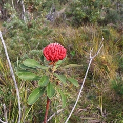 Telopea speciosissima at Ulladulla, NSW - suppressed