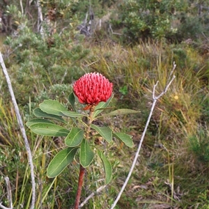 Telopea speciosissima at Ulladulla, NSW - 14 Sep 2024