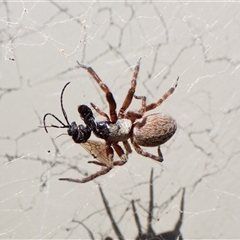 Badumna longinqua at Cook, ACT - 11 Sep 2024