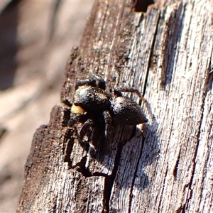 Salticidae sp. 'Golden palps' at Aranda, ACT - 13 Sep 2024 03:05 PM