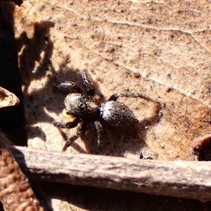 Salticidae sp. 'Golden palps' at Aranda, ACT - 13 Sep 2024 03:05 PM