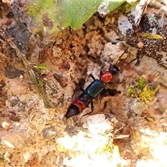 Paederus sp. (genus) (Whiplash rove beetle) at Aranda, ACT - 13 Sep 2024 by CathB