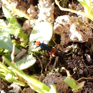 Paederus sp. (genus) at Aranda, ACT - 13 Sep 2024