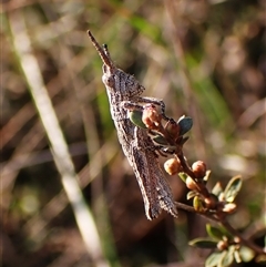 Coryphistes ruricola (Bark-mimicking Grasshopper) at Aranda, ACT - 10 Sep 2024 by CathB