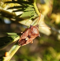 Oechalia schellenbergii (Spined Predatory Shield Bug) at Cook, ACT - 5 Sep 2024 by CathB