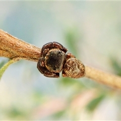 Simaethula sp. (genus) (A jumping spider) at Cook, ACT - 7 Sep 2024 by CathB