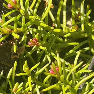 Myriophyllum pedunculatum subsp. pedunculatum at Tianjara, NSW - suppressed