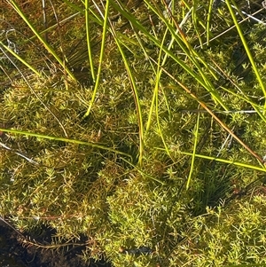 Myriophyllum pedunculatum subsp. pedunculatum at Tianjara, NSW - suppressed