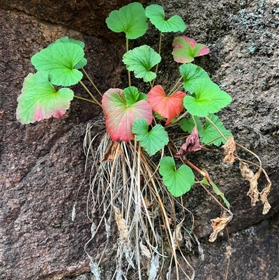 Pelargonium sp. (A Native Stork’s Bill) at Burrinjuck, NSW - 14 Sep 2024 by sduus