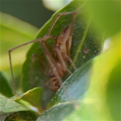 Cheiracanthium sp. (genus) (Unidentified Slender Sac Spider) at Nicholls, ACT - 14 Sep 2024 by Hejor1