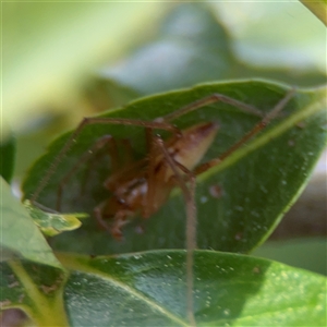 Cheiracanthium sp. (genus) at Nicholls, ACT - 14 Sep 2024