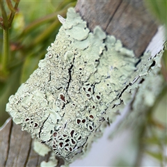 Flavoparmelia sp. (Flavoparmelia Lichen) at Nicholls, ACT - 14 Sep 2024 by Hejor1