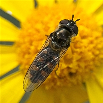 Melangyna viridiceps (Hover fly) at Nicholls, ACT - 14 Sep 2024 by Hejor1