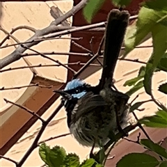 Malurus cyaneus (Superb Fairywren) at Nicholls, ACT - 14 Sep 2024 by Hejor1