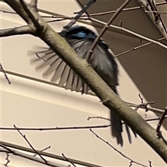 Malurus cyaneus at Nicholls, ACT - 14 Sep 2024