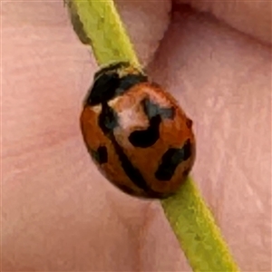 Coccinella transversalis at Russell, ACT - 12 Sep 2024 03:19 PM