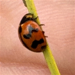 Coccinella transversalis at Russell, ACT - 12 Sep 2024