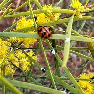 Coccinella transversalis at Russell, ACT - 12 Sep 2024 03:19 PM