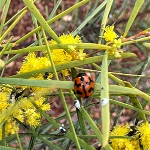 Coccinella transversalis at Russell, ACT - 12 Sep 2024 03:19 PM