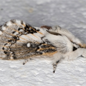 Porela delineata at Melba, ACT - 14 Sep 2024 09:14 PM