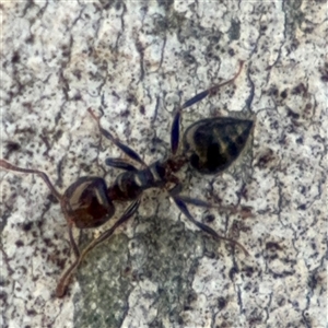 Crematogaster sp. (genus) at Russell, ACT - 13 Sep 2024