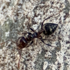 Crematogaster sp. (genus) at Russell, ACT - 13 Sep 2024