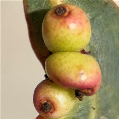 Eucalyptus insect gall at Barton, ACT - 13 Sep 2024 by Hejor1