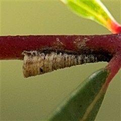 Machaerotinae sp. (family) (Tube Spittlebugs) at Russell, ACT - 13 Sep 2024 by Hejor1