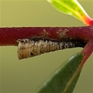 Machaerotinae sp. (family) at Russell, ACT - 13 Sep 2024