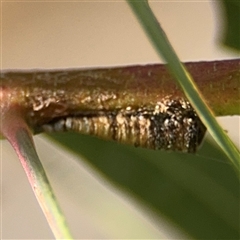 Machaerotinae sp. (family) at Russell, ACT - 13 Sep 2024 01:46 PM