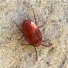 Erythraeidae (family) (Erythraeid mite) at Barton, ACT - 13 Sep 2024 by Hejor1