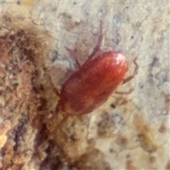 Erythraeidae (family) at Barton, ACT - 13 Sep 2024