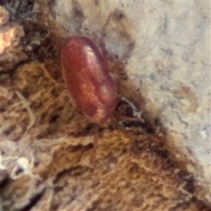 Erythraeidae (family) at Barton, ACT - 13 Sep 2024