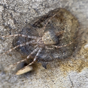 Tamopsis sp. (genus) at Russell, ACT - 13 Sep 2024 01:58 PM