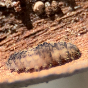 Coccinellidae (family) at Russell, ACT - 13 Sep 2024 02:03 PM