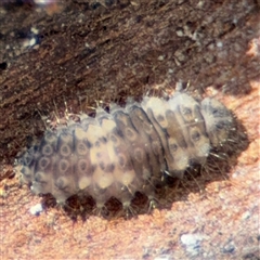 Coccinellidae (family) at Russell, ACT - 13 Sep 2024 02:03 PM