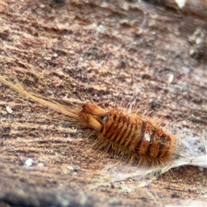 Dermestes sp. (genus) at Russell, ACT - 13 Sep 2024 02:04 PM