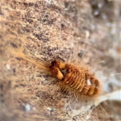 Dermestes sp. (genus) at Russell, ACT - 13 Sep 2024