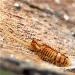 Dermestes sp. (genus) at Russell, ACT - 13 Sep 2024