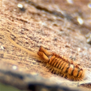 Dermestes sp. (genus) at Russell, ACT - 13 Sep 2024 02:04 PM