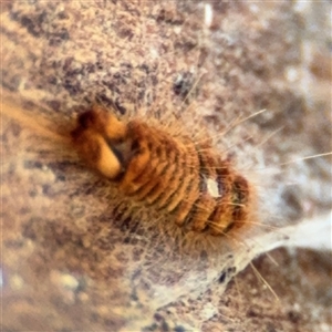 Dermestes sp. (genus) at Russell, ACT - 13 Sep 2024