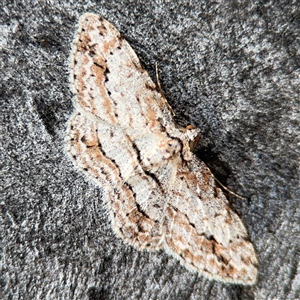 Didymoctenia exsuperata at Russell, ACT - 13 Sep 2024