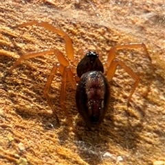 Euryopis umbilicata (Striped tick spider) at Parkes, ACT - 13 Sep 2024 by Hejor1