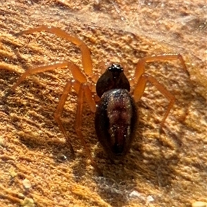 Euryopis umbilicata at Parkes, ACT - 13 Sep 2024