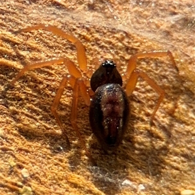 Euryopis umbilicata (Striped tick spider) at Parkes, ACT - 13 Sep 2024 by Hejor1