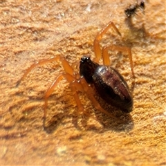 Euryopis umbilicata at Parkes, ACT - 13 Sep 2024