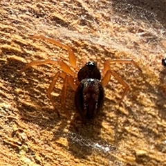 Euryopis umbilicata at Parkes, ACT - 13 Sep 2024