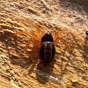 Euryopis umbilicata at Parkes, ACT - 13 Sep 2024