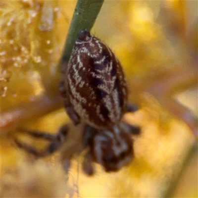 Opisthoncus sp. (genus) (Opisthoncus jumping spider) at Russell, ACT - 13 Sep 2024 by Hejor1